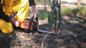 Best Tree Preservation Services  in Mount Dora, FL